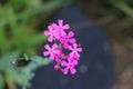Pink Sweet William Catchfly Flower