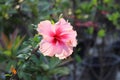 Pink swirls with red centre backlit Hibiscus bloom Royalty Free Stock Photo