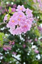 Pink Tabebuia blossom Royalty Free Stock Photo