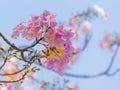Pink tabebuia flowers blooming Royalty Free Stock Photo
