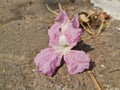 Pink Tabebuia rosea flower in full bloom on the Eastern express highway in Mumbai, Vikhroli area opposite to Godrej Industrial Royalty Free Stock Photo