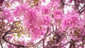 Pink Tabebuia rosea flower Royalty Free Stock Photo