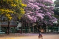 Pink Tabebuia rosea flowers - Cherry blossoms of India Royalty Free Stock Photo