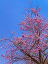 Pink tabebuia tree blooming against blue sky Royalty Free Stock Photo