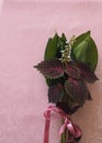 On a pink tablecloth a bouquet of green leaves and Coleus red flower,place for text. Greeting card