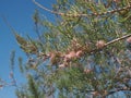 Pink tamarisk tree branch flower in springtime