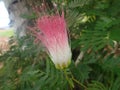 Pink Tassel Flower Up close