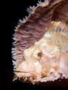 Pink tasseled scorpionfish with black background Royalty Free Stock Photo