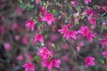 Pink tea flowers in spring in Japanese Tea Garden Royalty Free Stock Photo