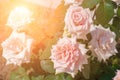 Pink tea roses against the bright sun. Toned. Summer Royalty Free Stock Photo