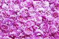 Pink tea roses background Royalty Free Stock Photo
