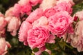 Pink tea roses in bloom Royalty Free Stock Photo