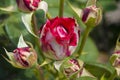 Pink tea roses bush in garden. summer blooming flower. soft flower petals. rose garden in spring Royalty Free Stock Photo