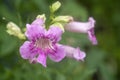 Pink Tecoma flowers in bloom