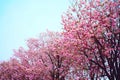 Pink Tecoma flowers or Thai cherry blossoms