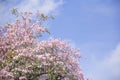 Pink Tecoma tree called as pink trumpet tree with blooming flowers on blue sky