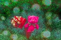 A pink Teddy bear standing in red gift box with golden ribbon put on green leaves of small pine tree under soft orange light Royalty Free Stock Photo