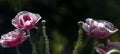 Pink poppy on a wonderful background. Royalty Free Stock Photo