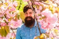 Pink tender bloom. Weekend in garden concept. Lot of flowers surrounding guy. Hiding in bloom. Handsome bearded man