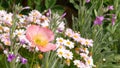 Pink tender daisy flower blossom, delicate marguerite. Natural botanical close up background. Wildflower bloom in spring