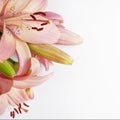 Pink tender lilies on a white background
