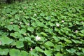 Pink tender lotus in the summer hot day