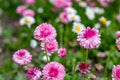 Pink terry daisy in the meadow with other such flowers bellis perennis. Close-up. Blurred background. Horizontal Royalty Free Stock Photo