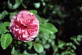 Pink terry rose blooming on green bush, petals close up detail, soft blurry bokeh background Royalty Free Stock Photo