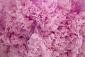 Pink textile ruffles background Royalty Free Stock Photo