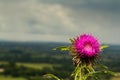 Pink thistle against view over the Chilterns in Buckinghamshire