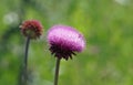 A pink thistle blooming.