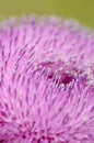 Pink thistle closeup