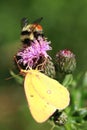 Pink Thistle Flower with Bee and Moth Royalty Free Stock Photo