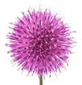 Pink thistle flower head