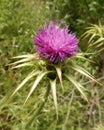 Pink Thistle flower head