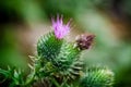 Pink Thistle Flower