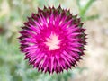 pink thistle flower Silybum closeup for abstract geometric background Royalty Free Stock Photo