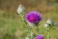 Pink thistle flowers outside in summer. A closeup Royalty Free Stock Photo