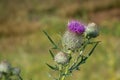 Pink thistle flowers outside in summer. A closeup Royalty Free Stock Photo