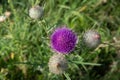 Pink thistle flowers outside in summer. A closeup Royalty Free Stock Photo