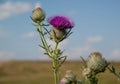 Pink thistle flowers outside in summer. A closeup Royalty Free Stock Photo