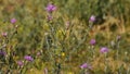 Pink thistle flowers in the wind tremble in the wind on sunny day