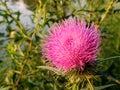 Pink Thistle Along the Avon River