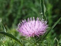 Pink thistles flower