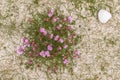 Pink thrfts (Armeria Maritima) growing on sand dunes in Scotland