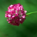 Pink Thrift Flower Armeria maritima