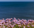 Pink Thrift grows in large clumps on the cliff top at Bournemouth