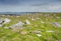 Pink thrift on rocky surface