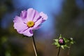 Pink tickseed flower Coreopsis rosea in the sunshine