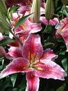 Pink tiger lilies with buds Royalty Free Stock Photo